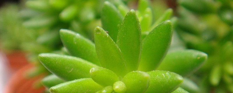 千佛手-景天科景天属