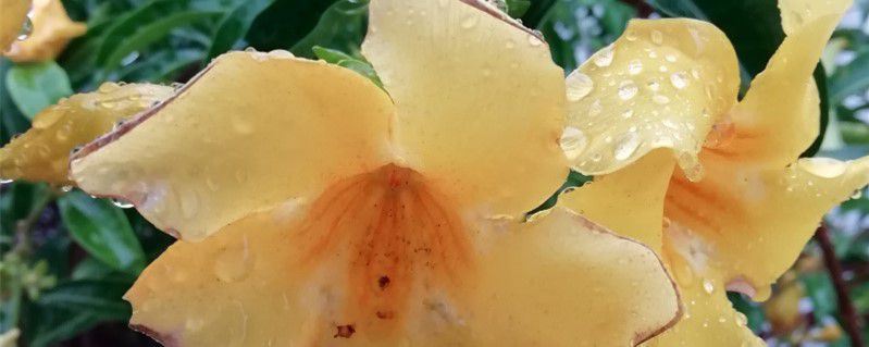 黄蝉-夹竹桃科黄蝉属