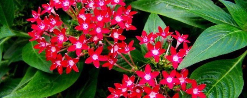 繁星花-茜草科五星花属