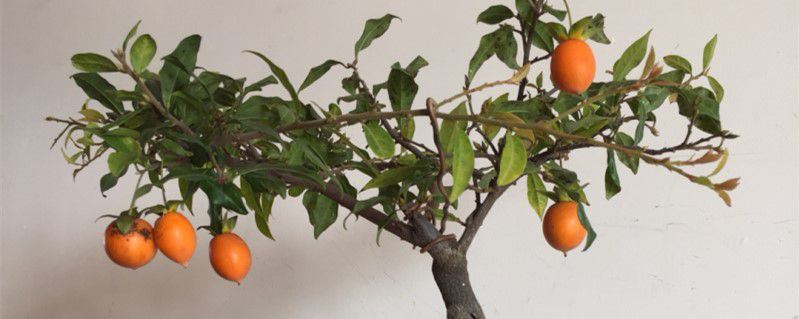 金弹子-柿科柿属