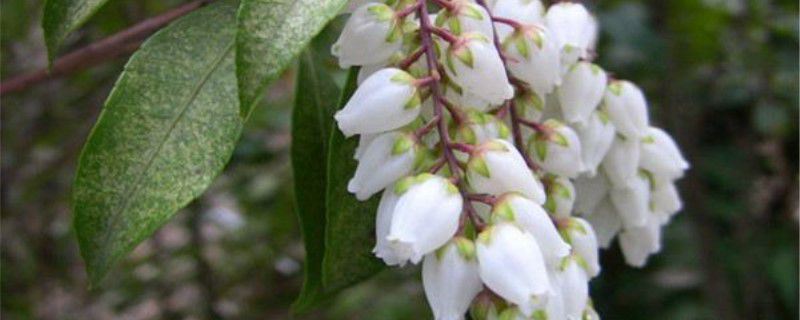 马醉木-杜鹃花科马醉木属