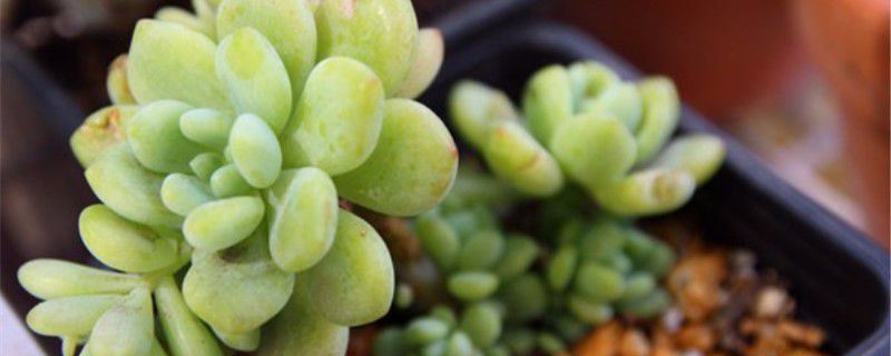 凝脂莲-景天科景天属