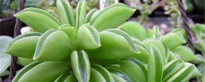 斧叶椒草-胡椒科豆瓣绿属