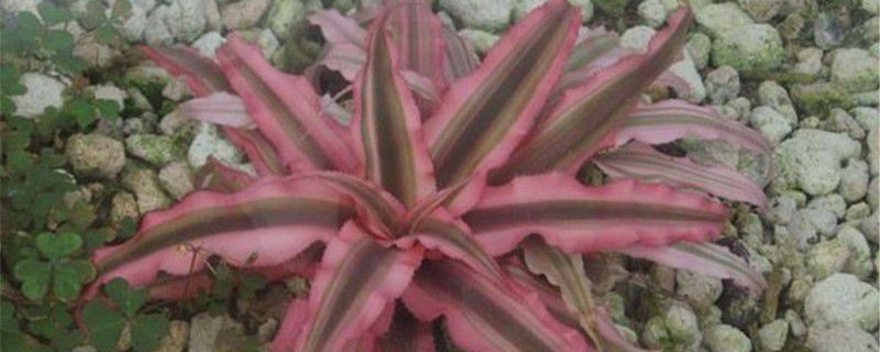 姬凤梨-凤梨科姬凤梨属