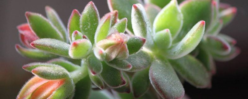 锦晃星-景天科拟石莲花属