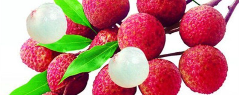 荔枝-无患子科荔枝属