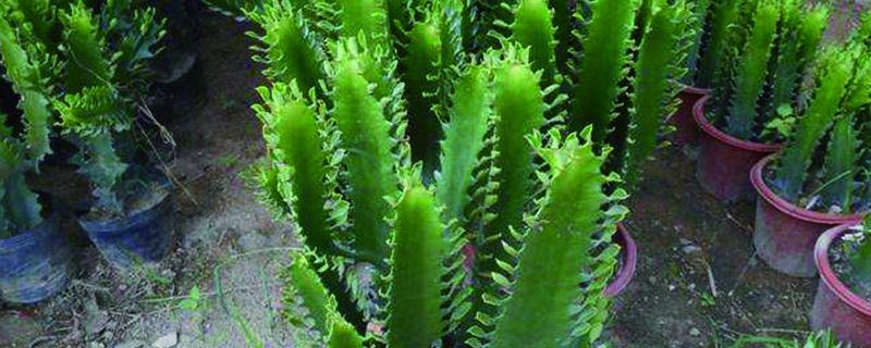 龙骨花-仙人掌科量天尺属