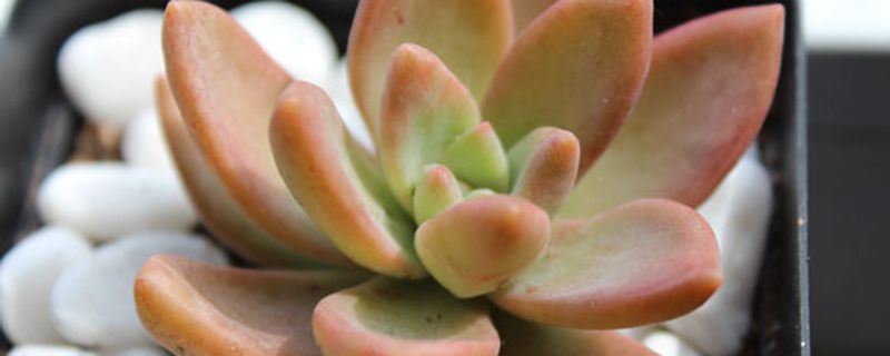 铭月-景天科景天属