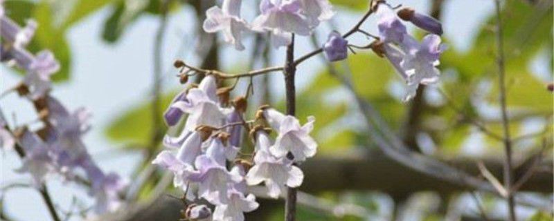 泡桐-玄参科泡桐属