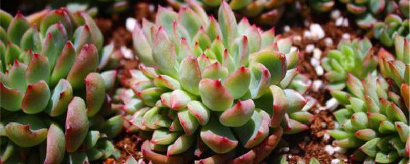 女雏-景天科拟石莲花属