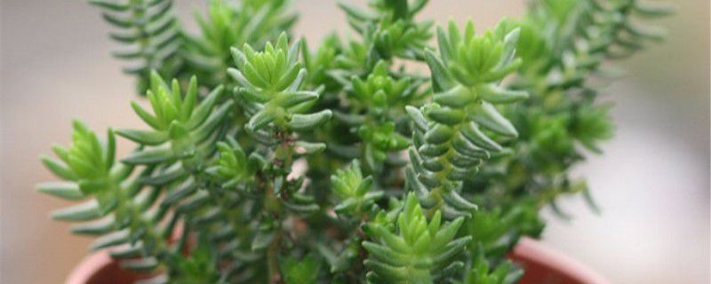 若绿-景天科青锁龙属