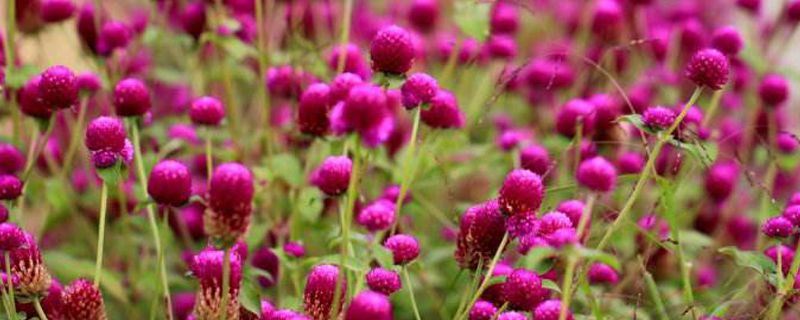 千日红-苋科千日红属