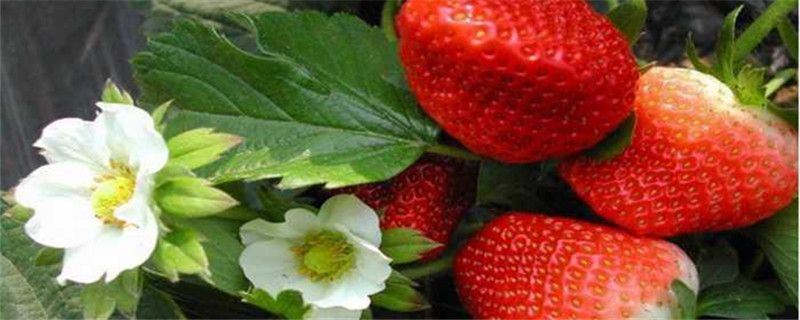 草莓-蔷薇科草莓属