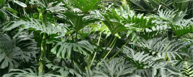 春羽-天南星科喜林芋属