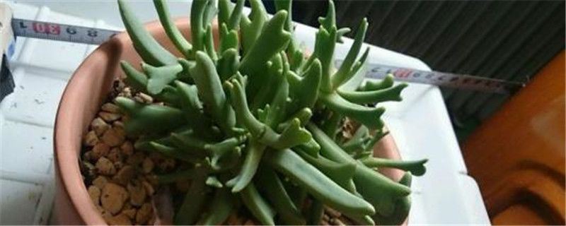 快刀乱麻-番杏科快刀乱麻属