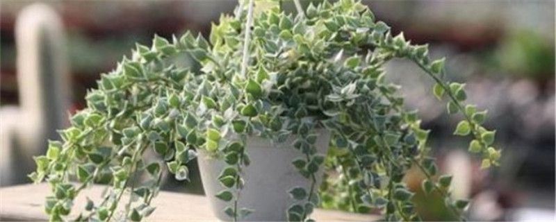 百万心-夹竹桃科眼树莲属