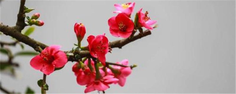 海棠花-蔷薇科苹果属