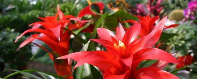 鸿运当头-凤梨科果子蔓属