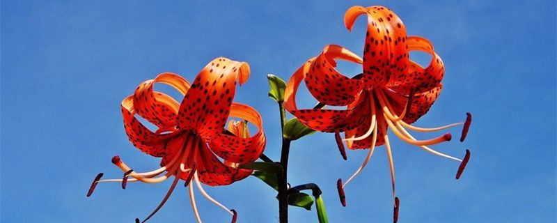 卷丹百合-百合科百合属