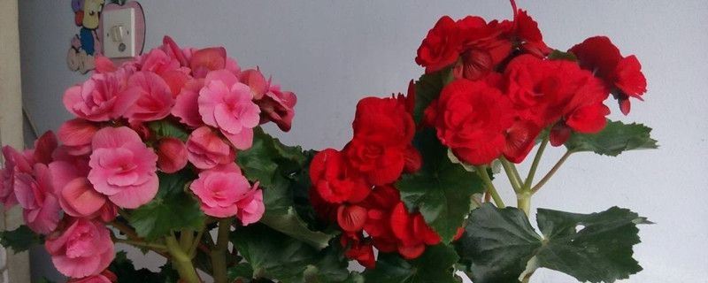 丽格海棠-秋海棠科秋海棠属