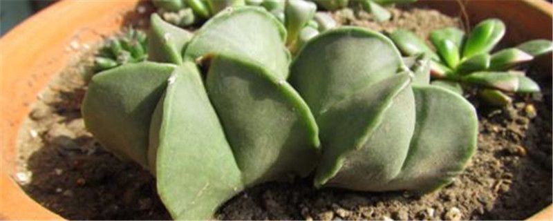 鸾凤玉-仙人掌科星球属