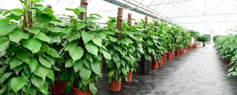 绿萝-天南星科麒麟叶属