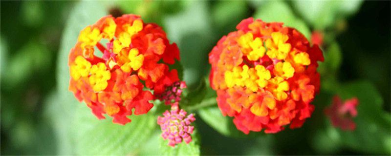 马缨丹-马鞭草科马缨丹属