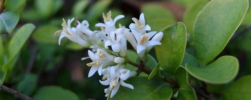 女贞-木犀科女贞属