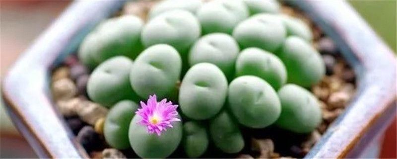 群碧玉-番杏科肉锥花属