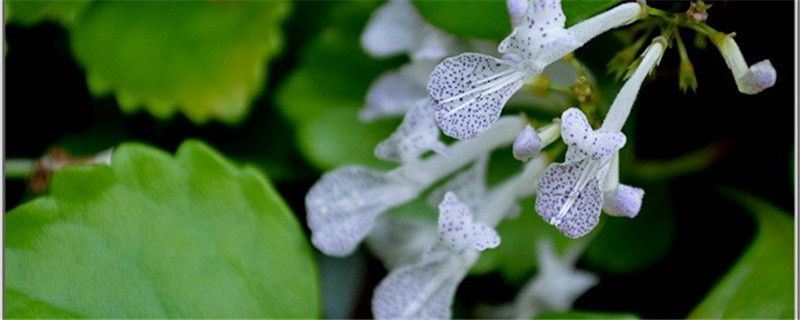 如意蔓-唇形科延命草属