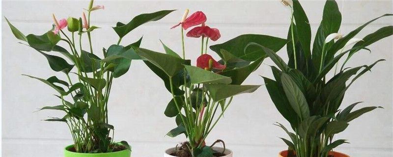 红掌-天南星科花烛属