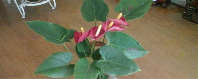 花烛-天南星科花烛属