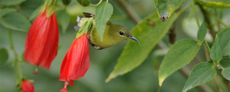 垂花悬铃花-锦葵科悬铃花属