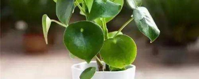 荷叶椒草-胡椒科草胡椒属