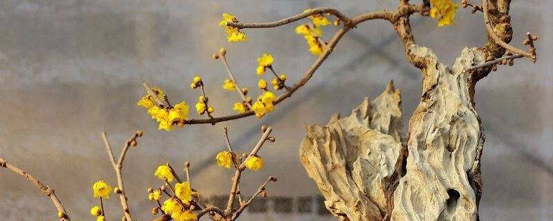 腊梅-蜡梅科蜡梅属