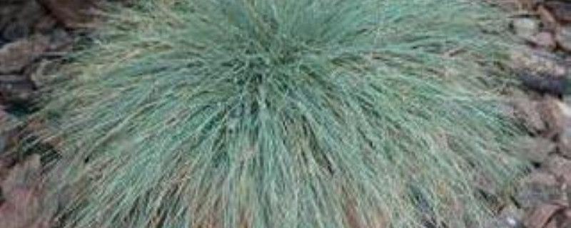 蓝羊茅-禾本科羊茅属