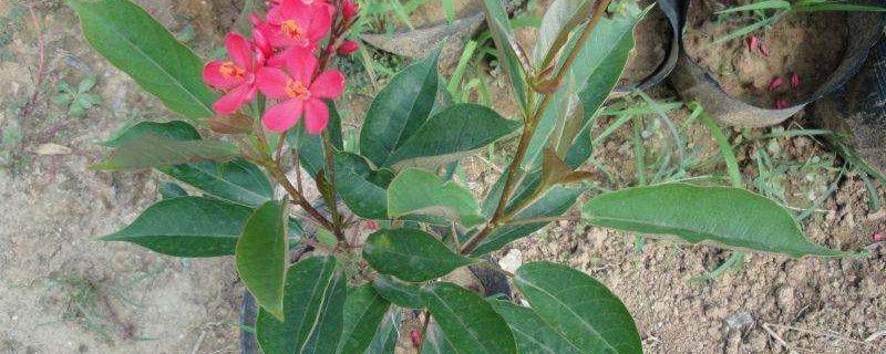 琴叶珊瑚-大戟科麻风树属