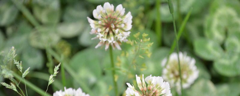 白车轴草-豆科车轴草属
