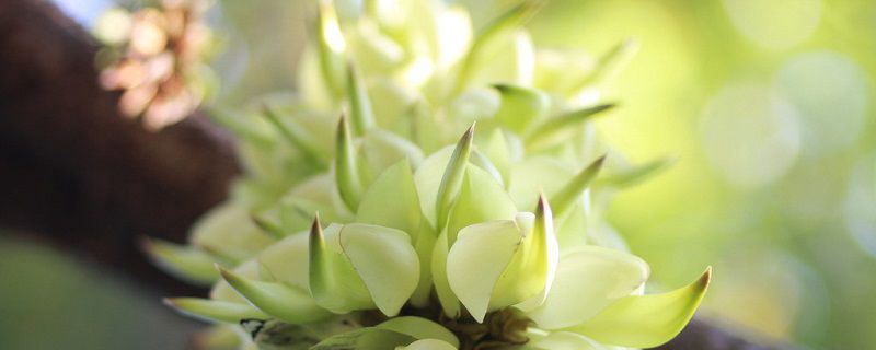 禾雀花-豆科黎豆属