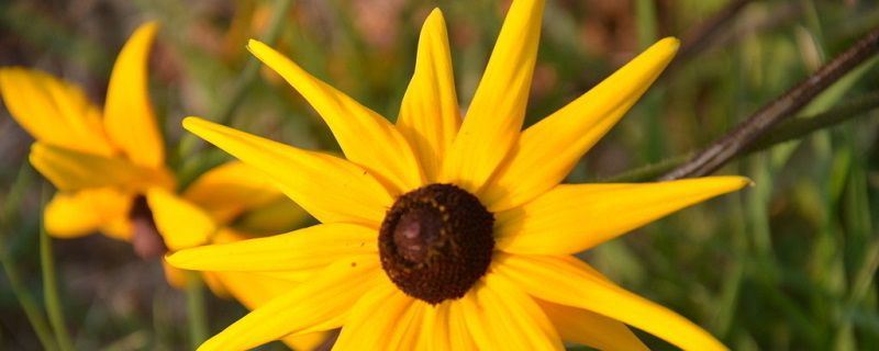 黑心菊-菊科金光菊属