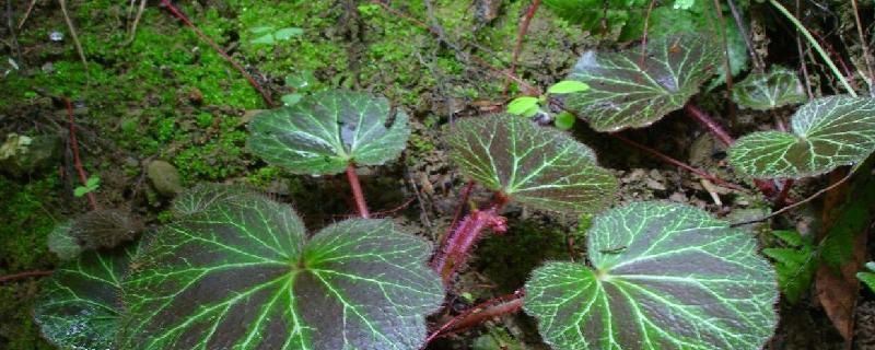 虎耳草-虎耳草科虎耳草属