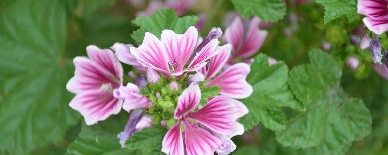 锦葵-锦葵科锦葵属