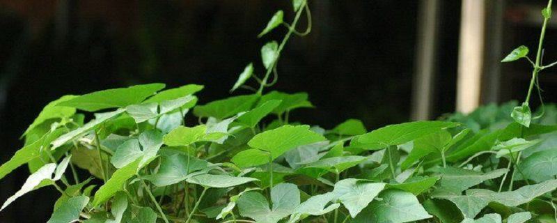 锦屏藤-葡萄科白粉藤属