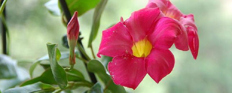 飘香藤-夹竹桃科双腺藤属