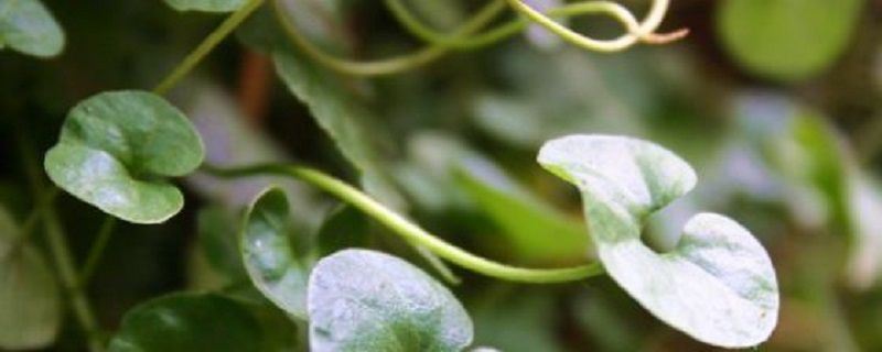 马蹄金-旋花科马蹄金属