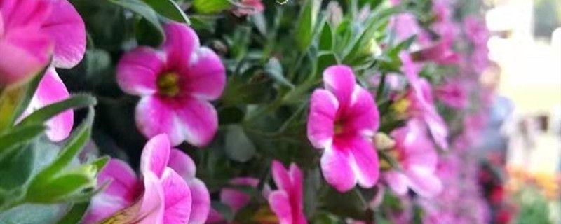 百万小铃-茄科碧冬茄属