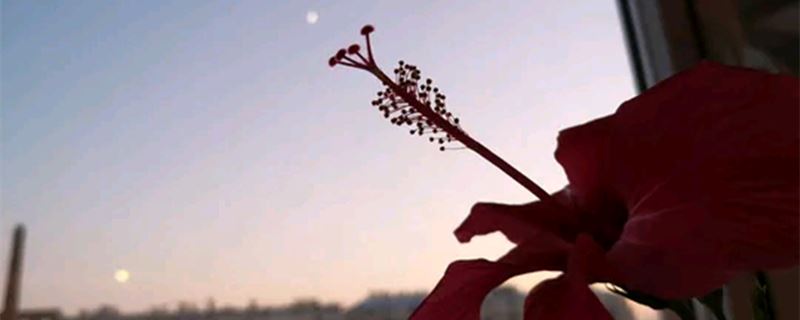 扶桑花-锦葵科木槿属