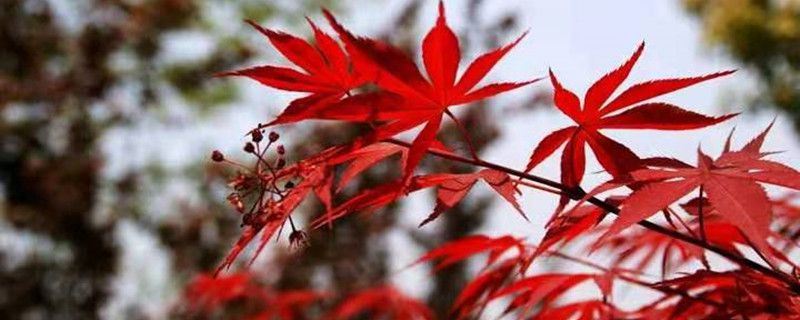 红枫-槭树科槭树属