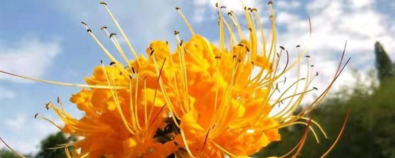 忽地笑-石蒜科石蒜属