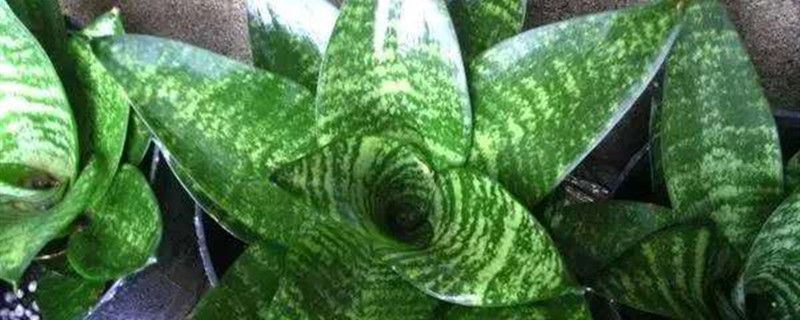 虎尾兰-百合科虎尾兰属